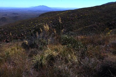 Capeochloa arundinacea, photographed by Tony Rebelo