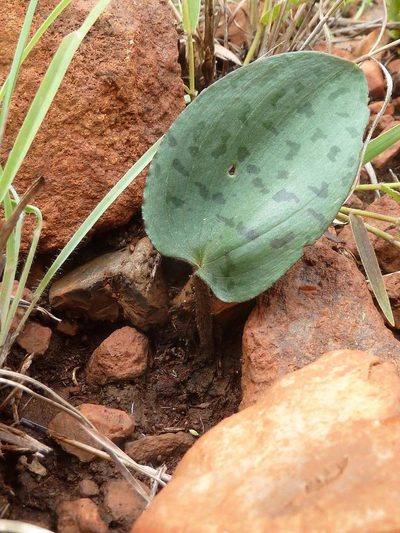 Drimiopsis atropurpurea, photographed by Andrew Hankey