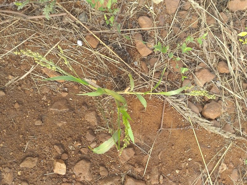 Panicum miliaceum, photographed by Dmitriy Bochkov
