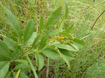 Searsia rogersii, photographed by Andrew Hankey