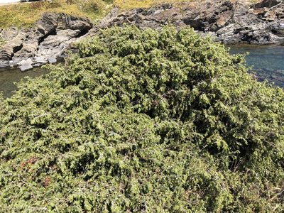 Juniperus macrocarpa, photographed by Naturalista