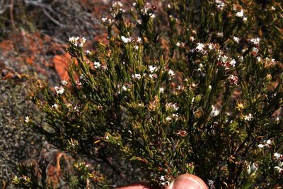 Phylica lanata, photographed by Tony Rebelo