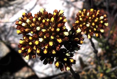 Crassula mollis, photographed by Tony Rebelo
