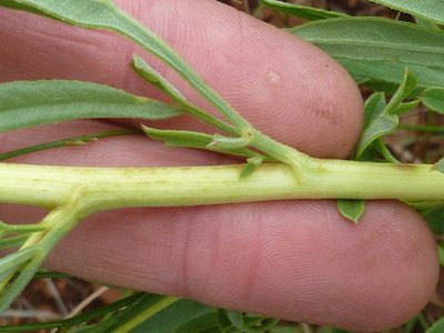 Heteromorpha involucrata, photographed by Andrew Hankey