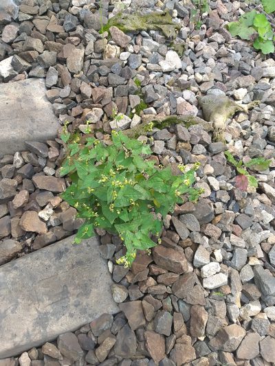 Fagopyrum tataricum, photographed by Dmitriy Bochkov