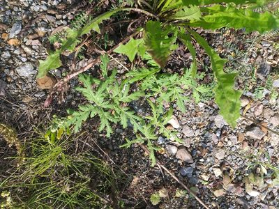 Artemisia sieversiana, photographed by Dmitriy Bochkov