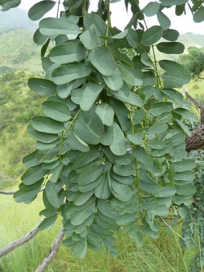 Calpurnia glabrata, photographed by Andrew Hankey