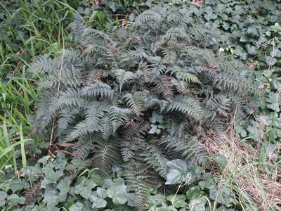 Polystichum neozelandicum, photographed by Joe Dillon