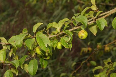 Malus sylvestris, photographed by Stephen James McWilliam