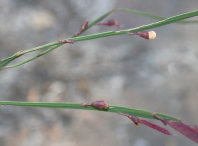 Bossiaea ensata, photographed by Gary Williams