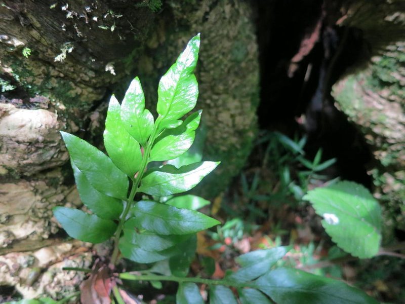 Asplenium gemmiferum, photographed by Di Turner