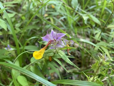 Melampyrum nemorosum, photographed by Todd Patterson