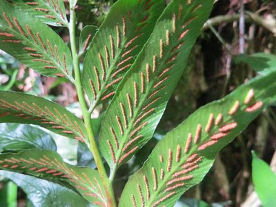 Asplenium gemmiferum, photographed by Di Turner