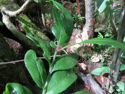 Asplenium gemmiferum, photographed by Di Turner
