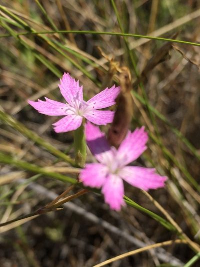 Dianthus campestris, photographed by Елена Патерикина