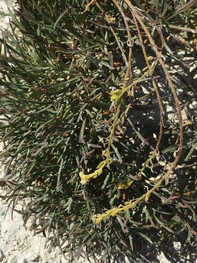 Lepidium meyeri, photographed by Елена Патерикина