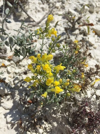 Linaria cretacea, photographed by Елена Патерикина