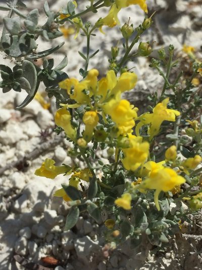 Linaria cretacea, photographed by Елена Патерикина