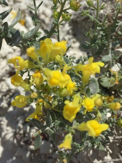 Linaria cretacea, photographed by Елена Патерикина