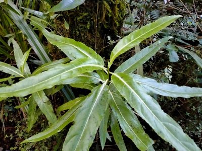 Melicytus lanceolatus, photographed by John Barkla