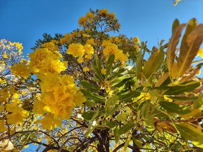 Tabebuia aurea, photographed by Ben Lewis