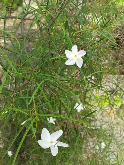 Cameraria linearifolia, photographed by Yolanda M. Leon