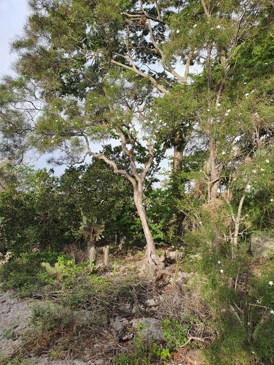 Cameraria linearifolia, photographed by Yolanda M. Leon