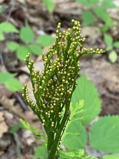 Botrychium angustisegmentum, photographed by Tom Scavo