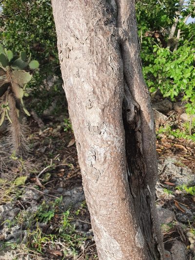 Cameraria linearifolia, photographed by Yolanda M. Leon