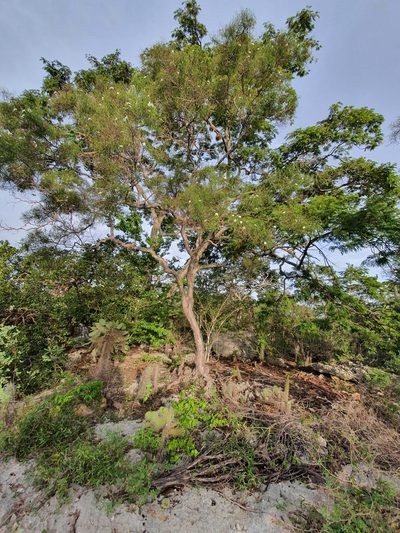 Cameraria linearifolia, photographed by Yolanda M. Leon