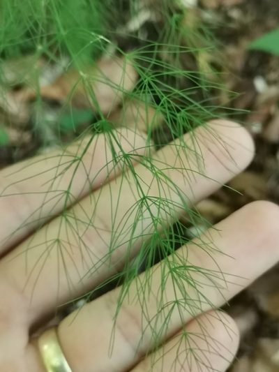 Asparagus tenuifolius, photographed by Ljaž
