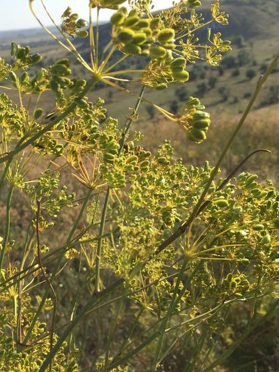 Peucedanum ruthenicum, photographed by Елена Патерикина