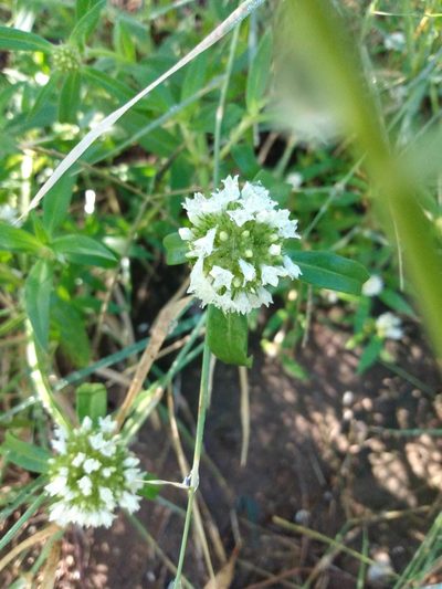 Spermacoce densiflora, photographed by florsoteras