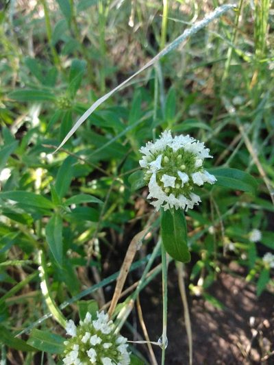 Spermacoce densiflora, photographed by florsoteras