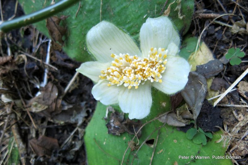 Haemanthus deformis, photographed by Peter Warren