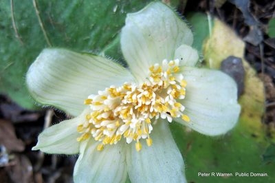 Haemanthus deformis, photographed by Peter Warren