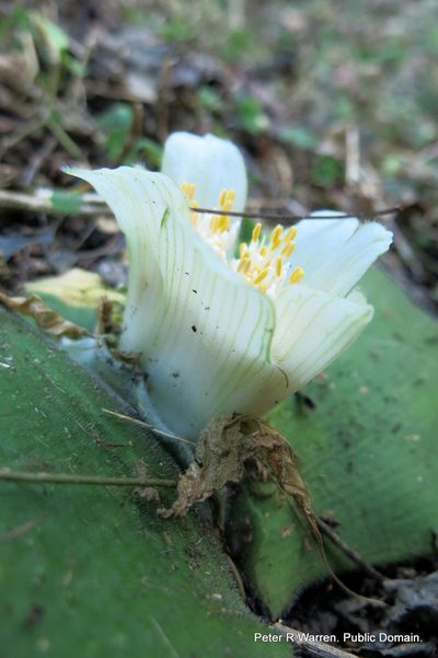 Haemanthus deformis, photographed by Peter Warren