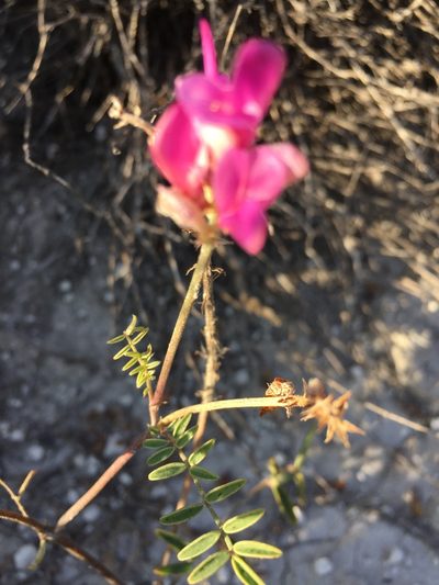 Hedysarum ucrainicum, photographed by Елена Патерикина