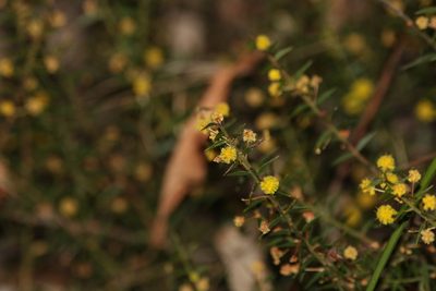 Acacia amblygona, photographed by Greg Tasney