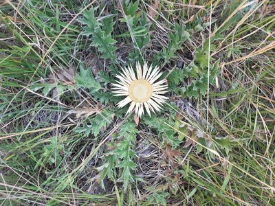 Carlina acanthifolia, photographed by Niko Kasalo