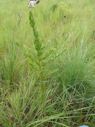 Searsia pondoensis, photographed by Andrew Hankey