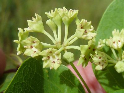Helinus integrifolius, photographed by Andrew Hankey