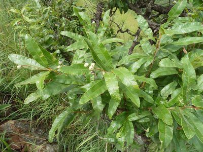 Ozoroa sphaerocarpa, photographed by Andrew Hankey