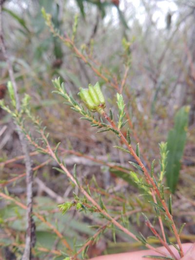 Diosma aspalathoides, photographed by Jacques van der Merwe