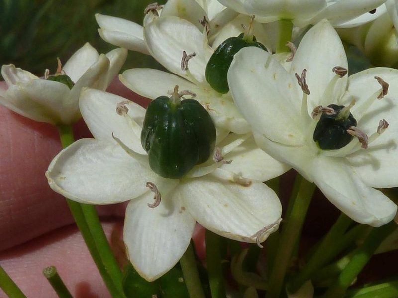 Galtonia saundersiae, photographed by Andrew Hankey