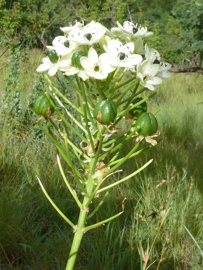 Galtonia saundersiae, photographed by Andrew Hankey
