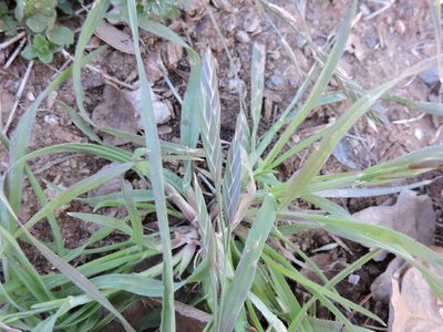 Bromus brevis, photographed by Sam Kieschnick