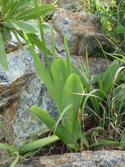 Galtonia saundersiae, photographed by Andrew Hankey
