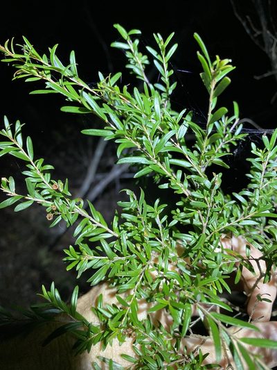 Sannantha similis, photographed by Greg Tasney