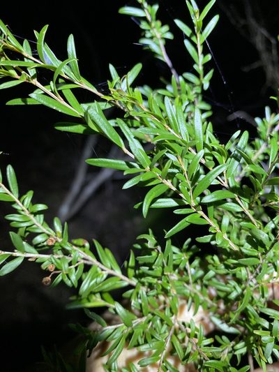 Sannantha similis, photographed by Greg Tasney